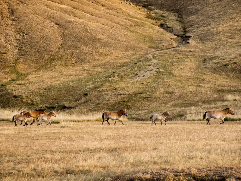 Przewalski-Pferde in ihrem natürlichen Lebensraum.