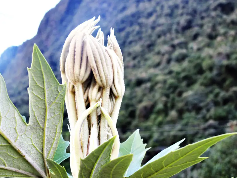 Detaillierte Ansicht einer ungewöhnlichen Pflanze, die während der Reise im Gebirge entdeckt wurde.