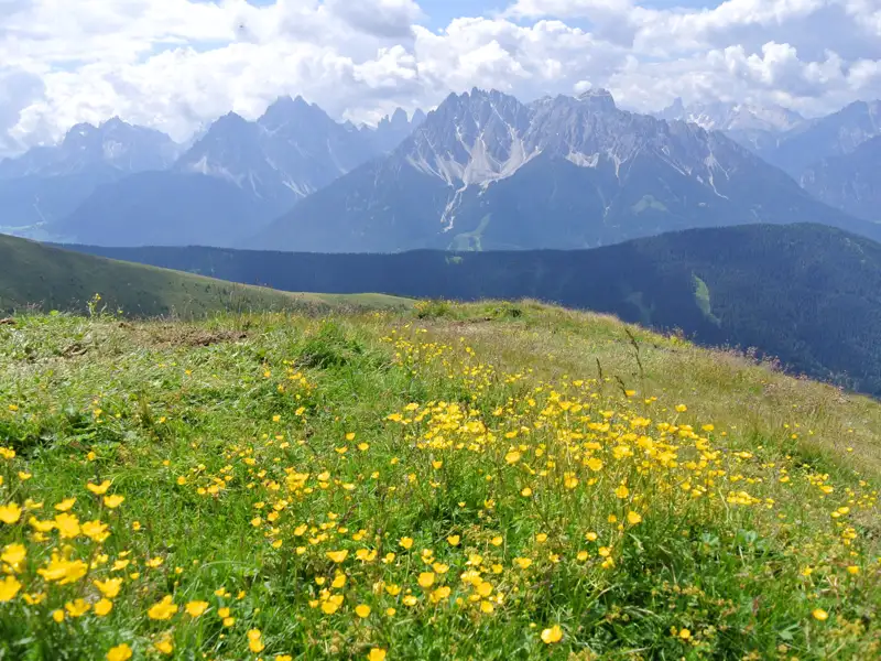 Blühende Bergwiese in den Alpen.