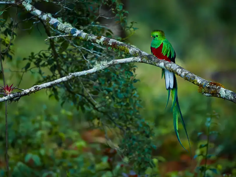 Quetzal auf einem Ast