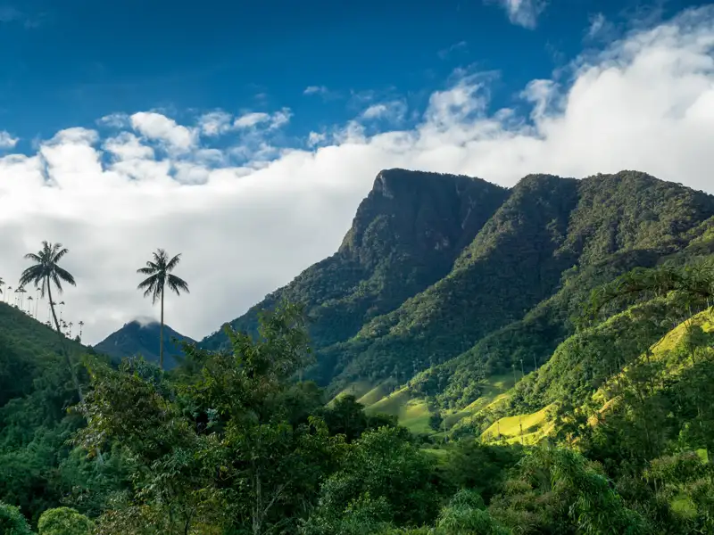 Panoramablick auf eine Bergkette mit üppiger Vegetation und hohen Palmen im Vordergrund.