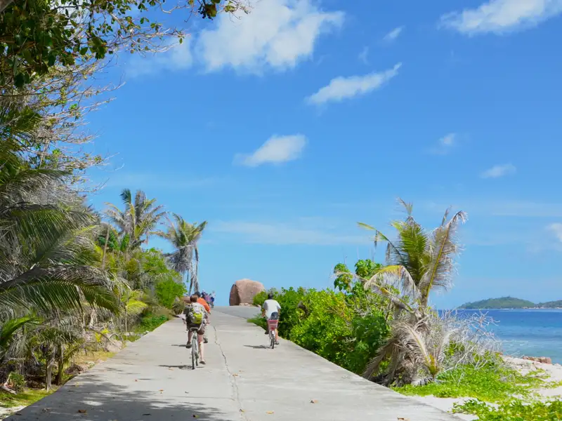 Radfahrer auf einer Küstenstraße mit Palmen und Meerblick.