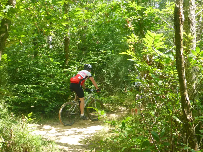 Mountainbiker auf einem Waldweg.