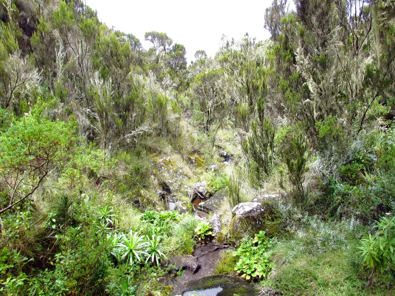 Vegetation und Bachlauf entlang des Wanderweges.
