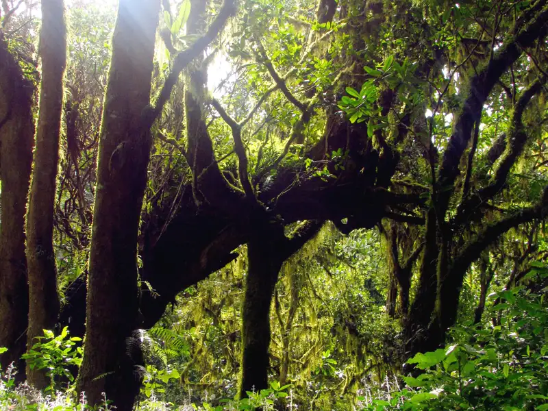 Dichter Wald mit moosbedeckten Bäumen und Sonnenlicht.