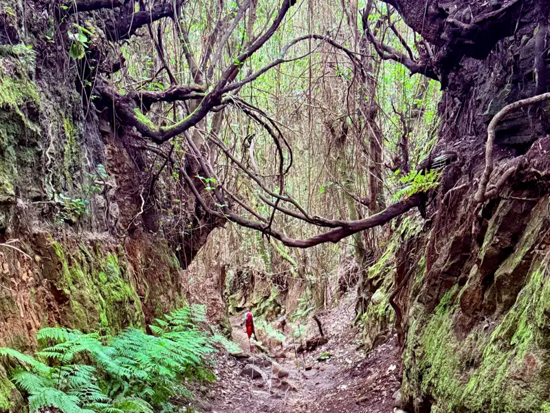 Enger Waldweg mit überhängenden Ästen und moosigen Felsen.