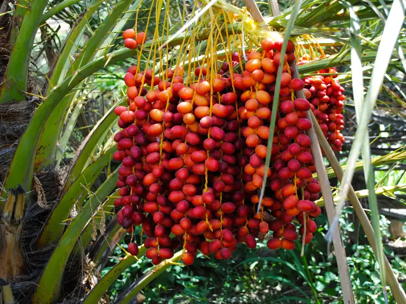 Reife Datteln an einer Dattelpalme.