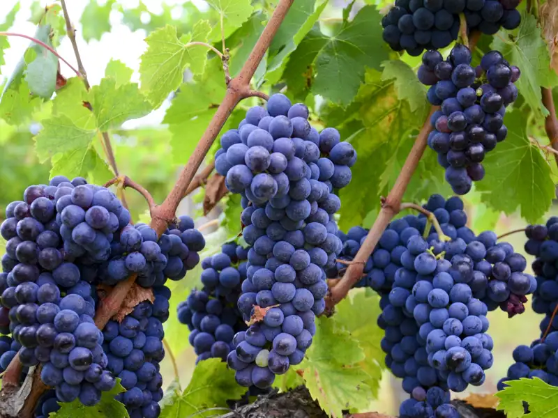 Reife blaue Trauben hängen an den Reben eines Weinstocks, bereit für die Ernte.