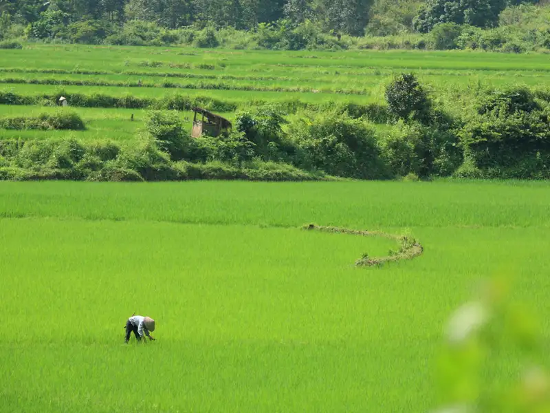 Bauer arbeitet auf einem Reisfeld