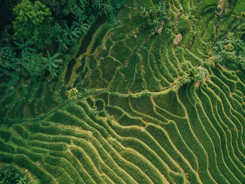 Grüne Reisterrassen aus der Vogelperspektive.