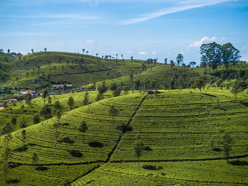 Ausgedehnte Teeplantagen in hügeliger Landschaft.