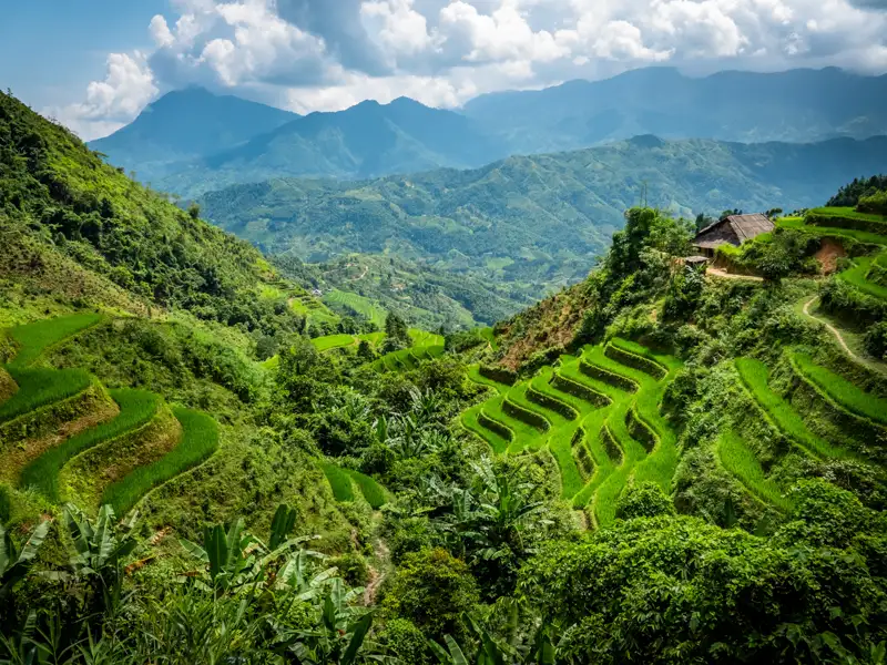 Grüne Reisterrassen erstrecken sich über die Hügellandschaft, umgeben von üppiger Vegetation und einer Bergkette im Hintergrund.