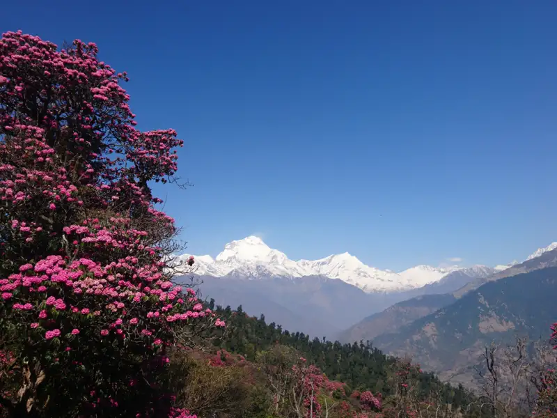 Rhododendron in voller Blüte vor einer Bergkulisse.