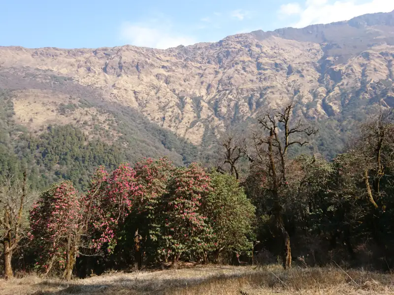 Blühende Rhododendronbüsche im Vordergrund mit einer Bergkette im Hintergrund.