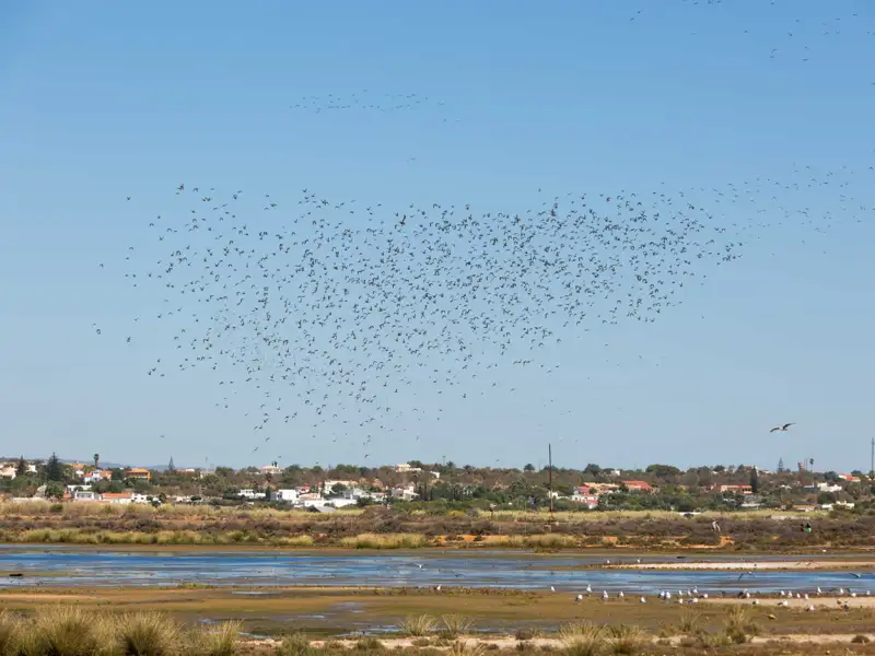 Großer Schwarm von Vögeln über einem Küstenfeuchtgebiet.