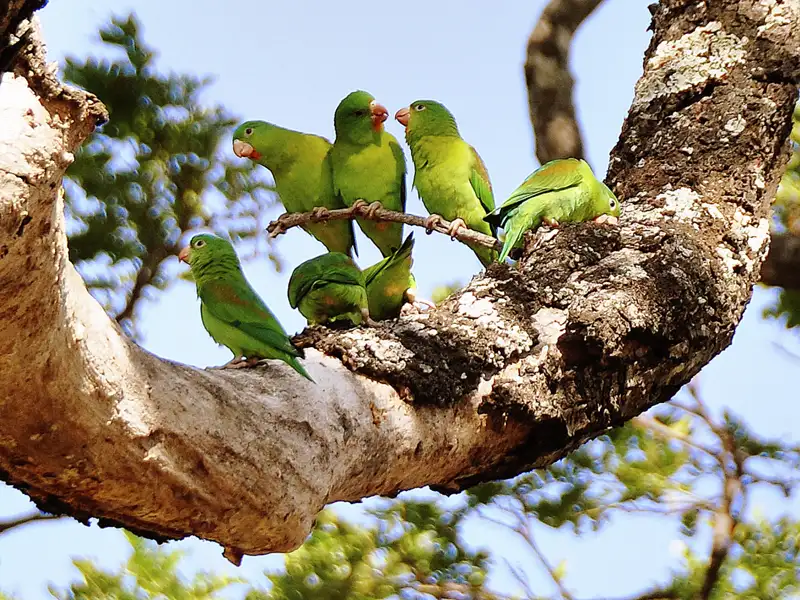 Grüne Papageien in ihrem natürlichen Lebensraum, auf einem Ast sitzend.
