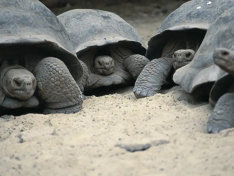 Riesenschildkröten im natürlichen Lebensraum.