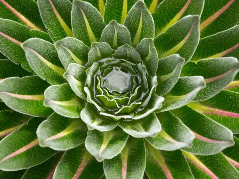 Symmetrische Blattanordnung einer Pflanze mit Wasseransammlung.