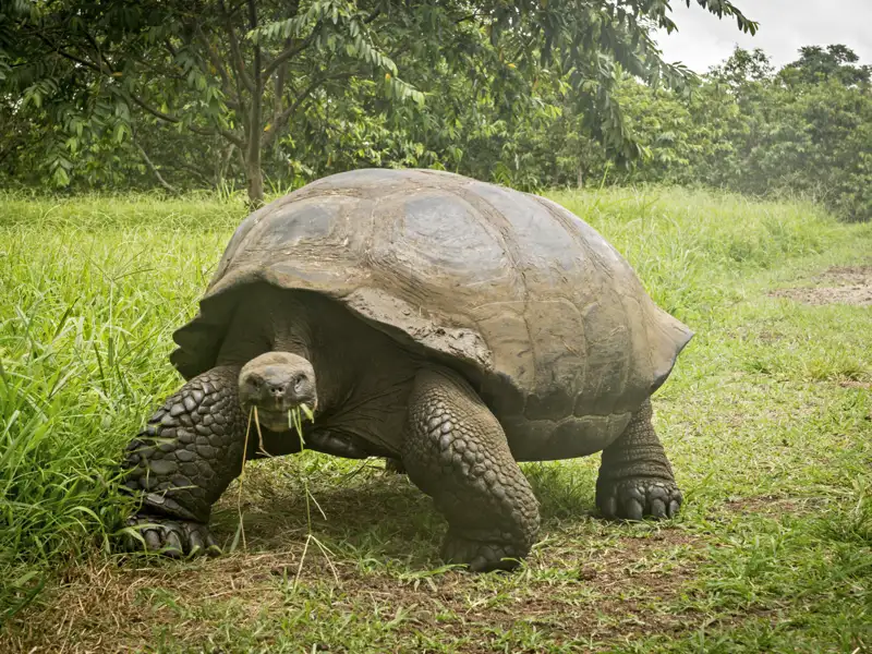 Galapagos-Riesenschildkröte beim Fressen von Gras.
