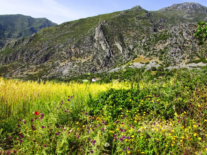 Bunte Wildblumen und ein Getreidefeld am Fuße der Berge.