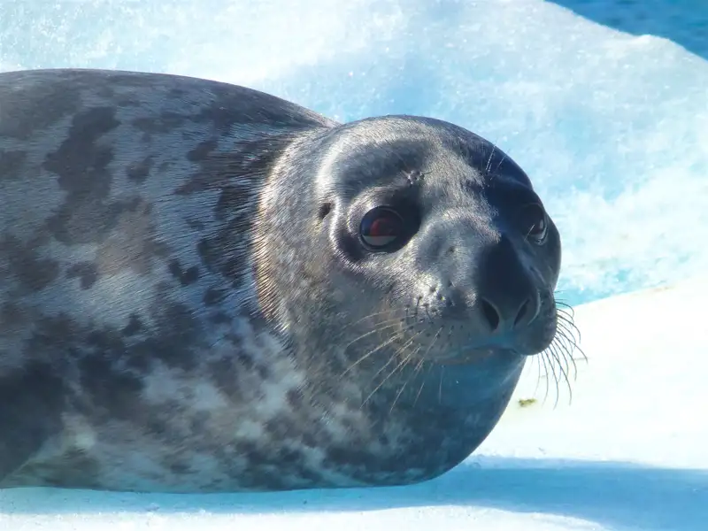 Robbe auf Eisfläche