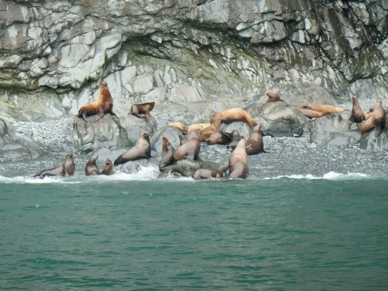 Seelöwenkolonie an der Küste.