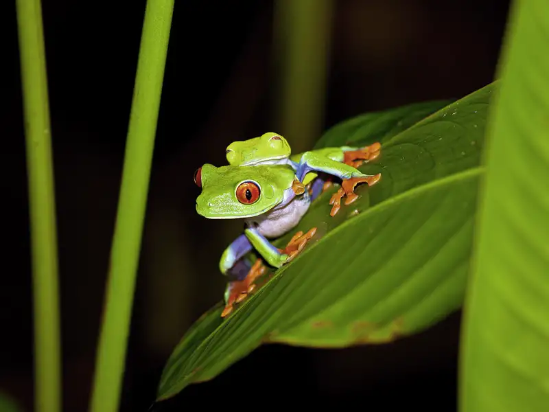 Rotaugenlaubfrosch auf einem grünen Blatt.