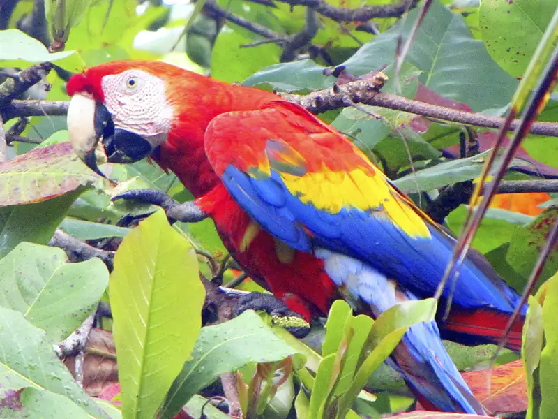 Bunter Ara beim Fressen im Baum.