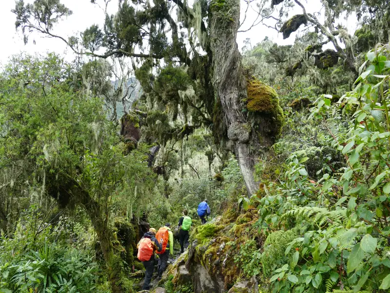 Wanderer durchqueren einen mit Moos und Farnen bewachsenen Waldabschnitt auf ihrer Reise.