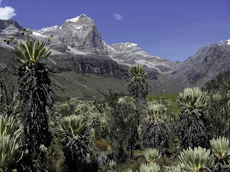 Frailejones vor der Kulisse der Anden.