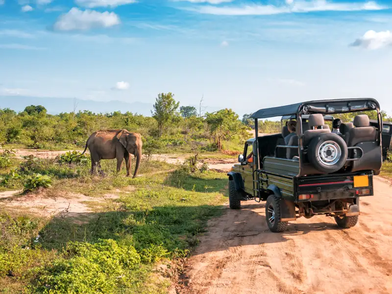 Safari-Jeep mit Touristen beobachtet einen Elefanten in freier Wildbahn.
