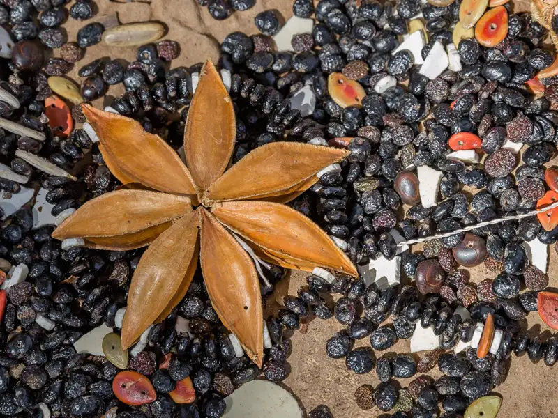 Nahaufnahme von verschiedenen Samen und Schoten, die ein dekoratives Muster bilden.