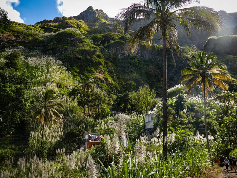 Blühendes Zuckerrohr an einem sonnigen Berghang mit Palmen und einem kleinen Gebäude.
