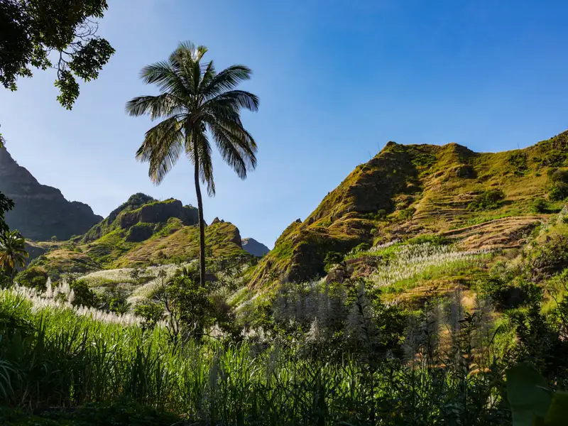 Tropische Landschaft mit Bergen und einer Palme.