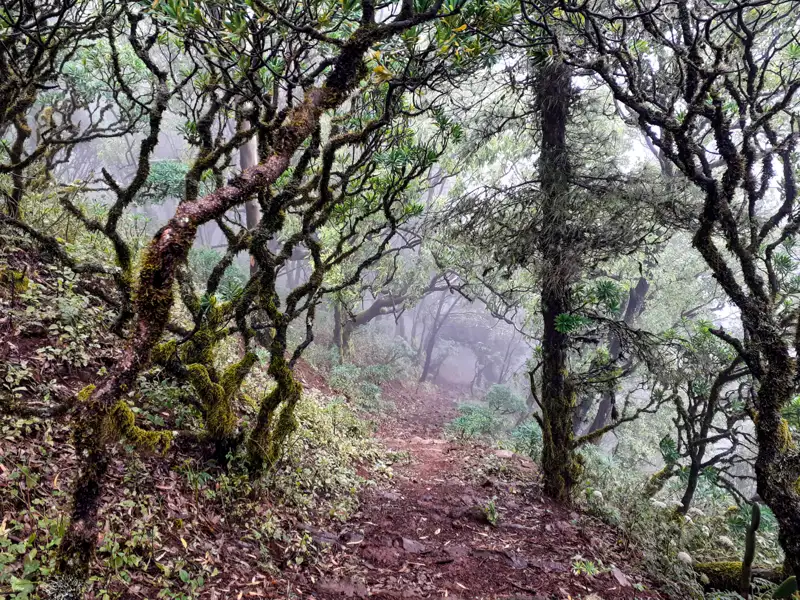 Wanderweg im nebeligen Wald.
