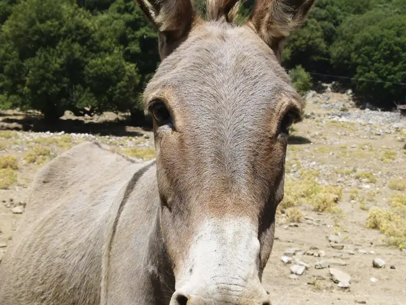 Esel im Vordergrund.