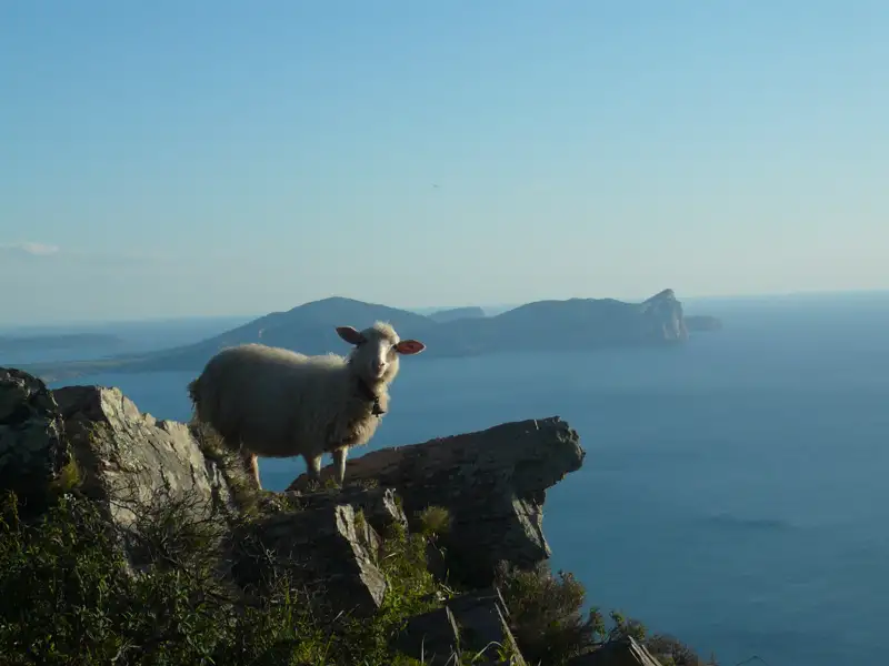 Ein Schaf auf einer Klippe mit Blick auf die Küste und das Meer.