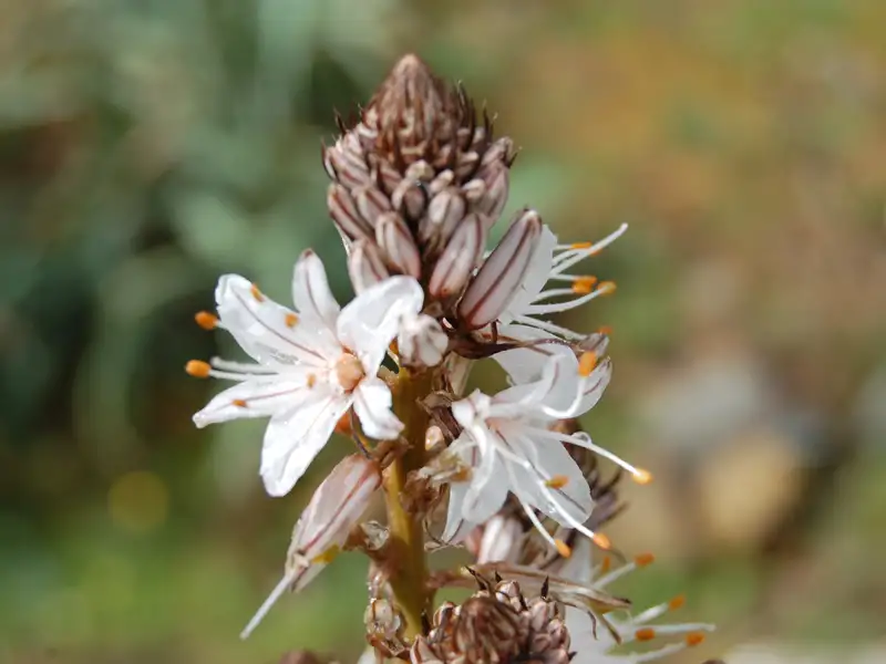Detaillierte Ansicht von weißen Blüten mit braunen Knospen.