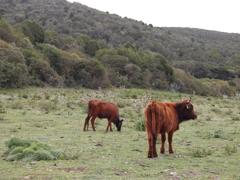 Zwei braune Rinder grasen auf einer Weide, im Hintergrund ein bewaldeter Hügel.