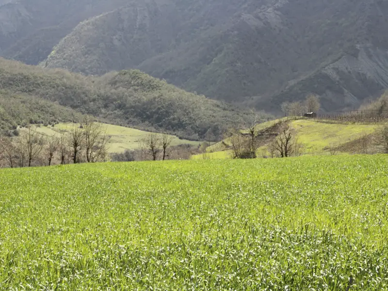 Landschaft mit grünem Feld, Bäumen und Bergen.