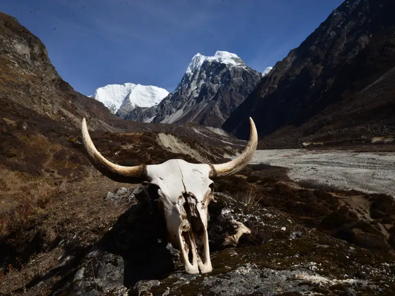 Yakschädel in der Himalaya-Berglandschaft.