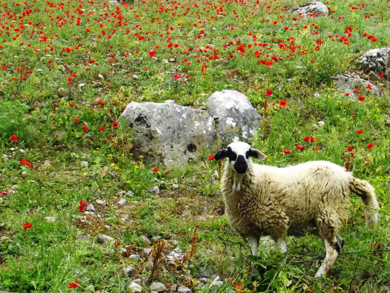 Ein Schaf mit schwarz-weißem Kopf auf einer Wiese voller roter Blumen.