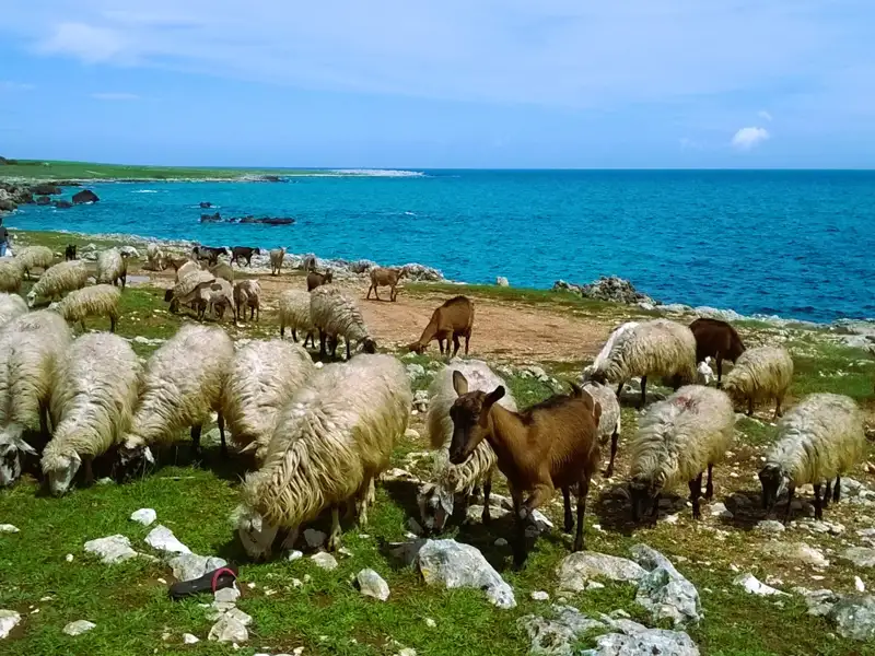 Schafe und Ziegen grasen auf einer Weide an der Küste.