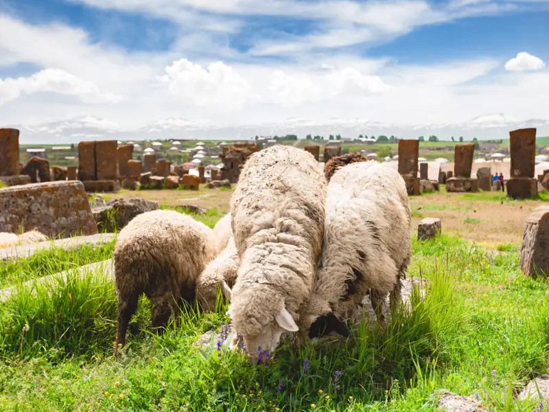 Schafe grasen im Vordergrund, während im Hintergrund die Ruinen einer historischen Stätte zu sehen sind.