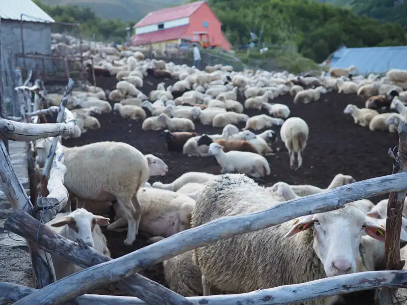 Schafe auf einem Bauernhof, möglicherweise Teil einer landwirtschaftlichen Besichtigung oder Erfahrung während der Reise.
