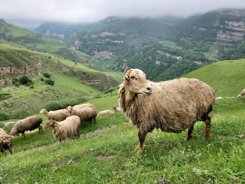 Schafherde auf einer Bergweide