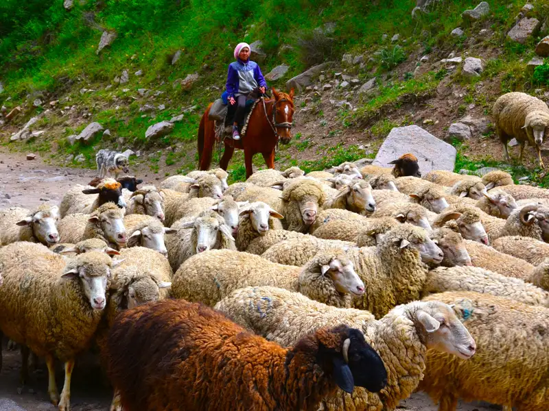 Person auf einem Pferd, die eine Schafherde auf einem Weg hütet.