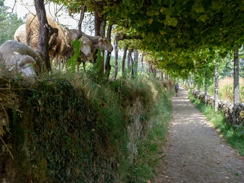 Schafe weiden am Rande eines Wanderweges, der von Weinreben überschattet wird.
