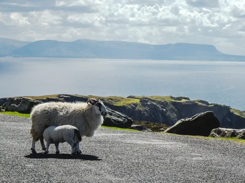 Schaf mit Lamm an der Küste.