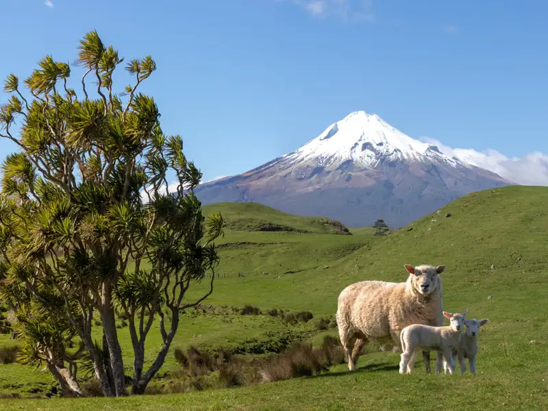 Schafe und Lämmer weiden auf einer grünen Wiese, im Hintergrund ein schneebedeckter Berg.